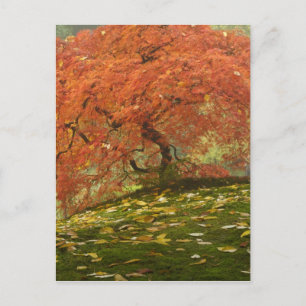 Carte Postale Érable japonais en couleur automne