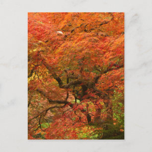 Carte Postale Érable japonais en couleur automne