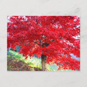 Carte Postale Érable japonais : Feuilles d'automne [Carte postal