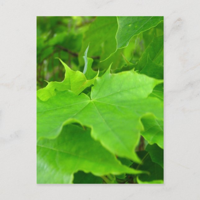 Carte Postale Érable vert (Devant)