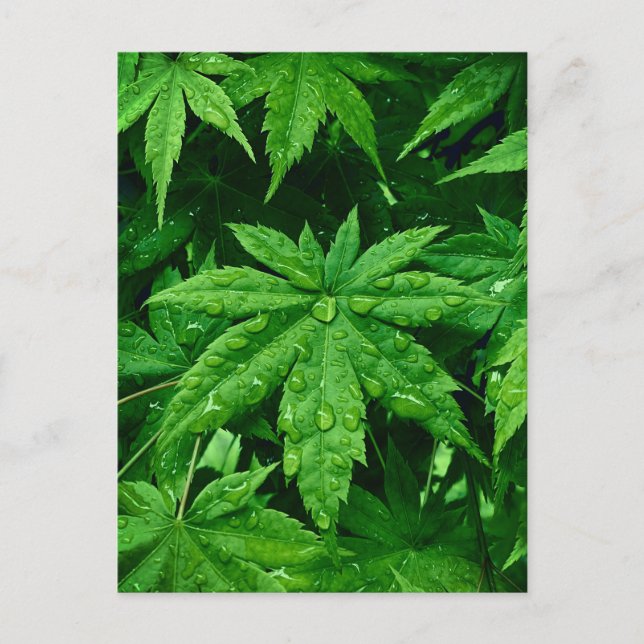 Carte Postale Érable VERT au printemps (Devant)