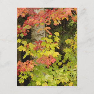 Carte Postale Érables d'automne et bouleau, Blanc