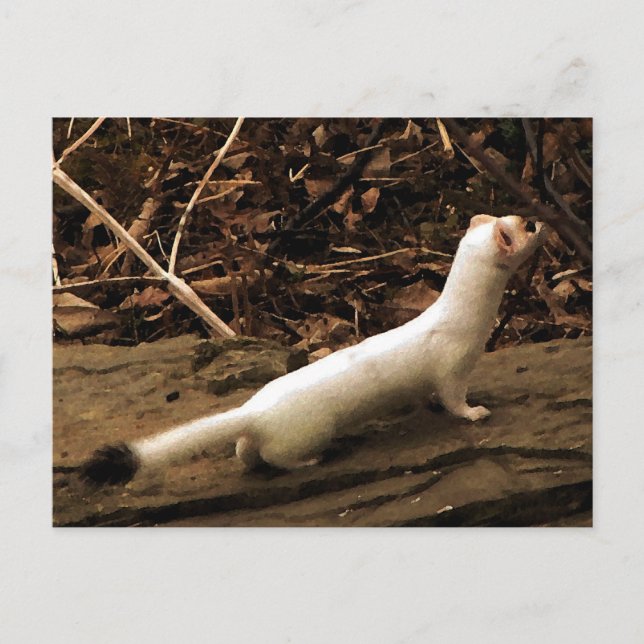 Carte Postale Ermine (Devant)