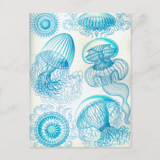 Carte Postale Ernest Leptomedusae jellyfish