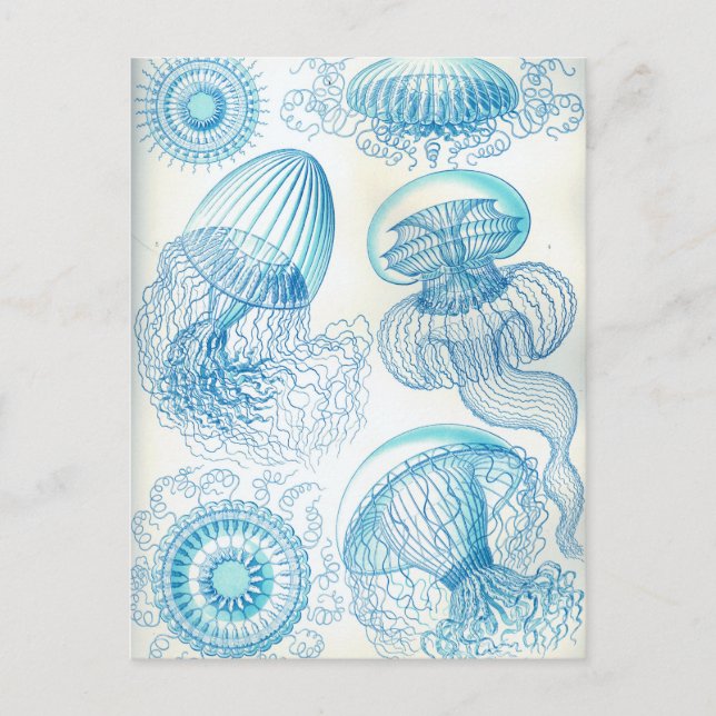 Carte Postale Ernest Leptomedusae jellyfish (Devant)