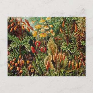 Carte Postale Ernst Haeckel Art Botanique Vintage