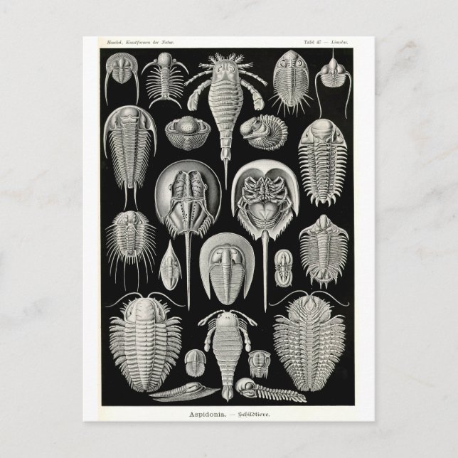 Carte Postale Ernst Haeckel Aspidonia (Devant)
