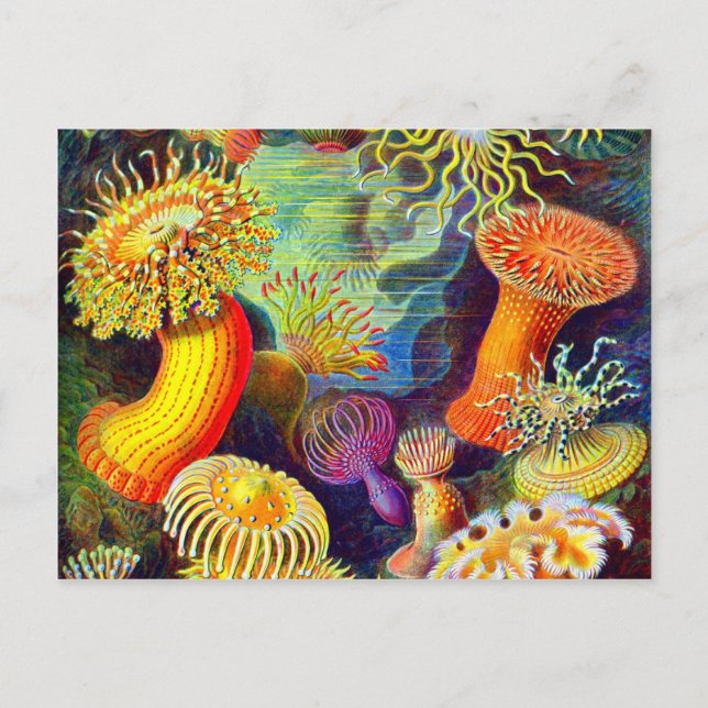 Carte Postale Ernst Haeckel et ses anémones (Devant)