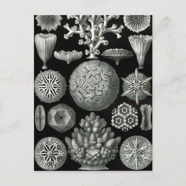 Carte Postale Ernst Haeckel Hexacorallia Coral (Devant)