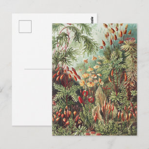 Carte Postale Ernst Haeckel Impression de la nature des mousses 