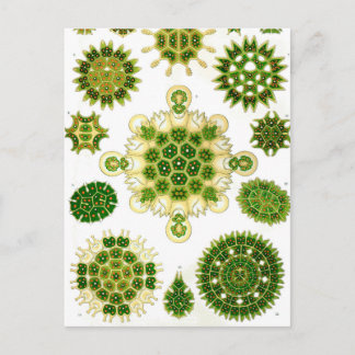 Carte Postale Ernst Haeckel Melethallia