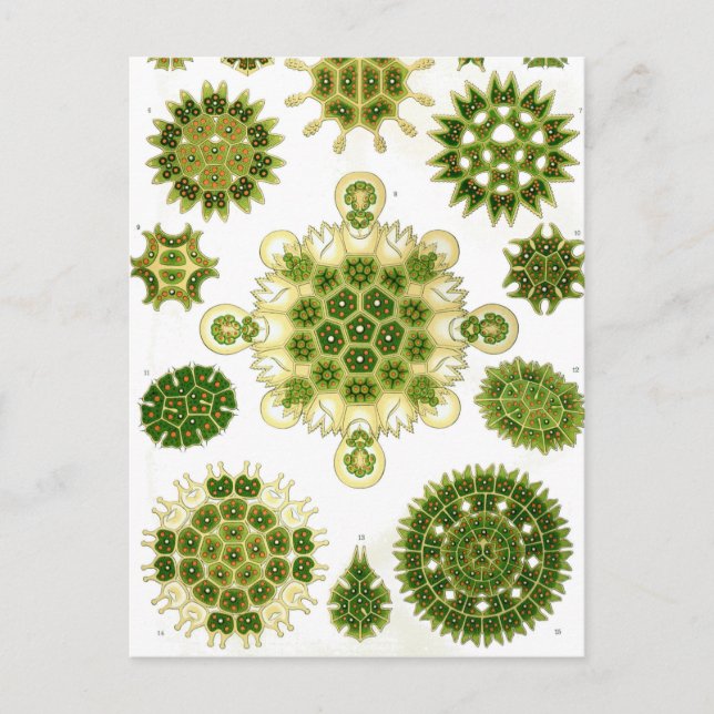 Carte Postale Ernst Haeckel Melethallia (Devant)