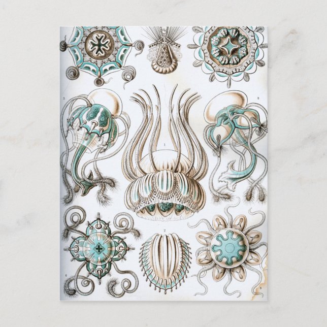 Carte Postale Ernst Haeckel Narcomedusae méduse! (Devant)