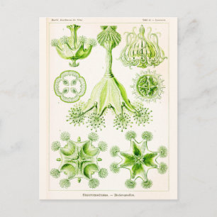 Carte Postale Ernst Haeckel Stauromedusae Stalked Jellyfish