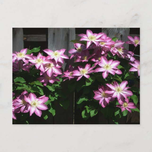 Carte Postale Escalade Clematis Fleurs de printemps violettes (Devant)