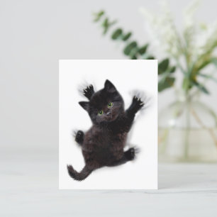 Carte Postale Escalade de chat noir sur le dos humain