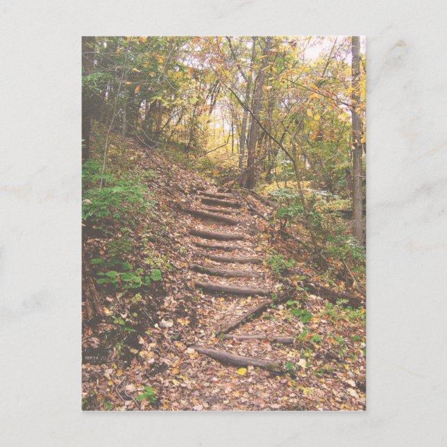 Carte Postale Escaliers Dans La Forêt (Devant)