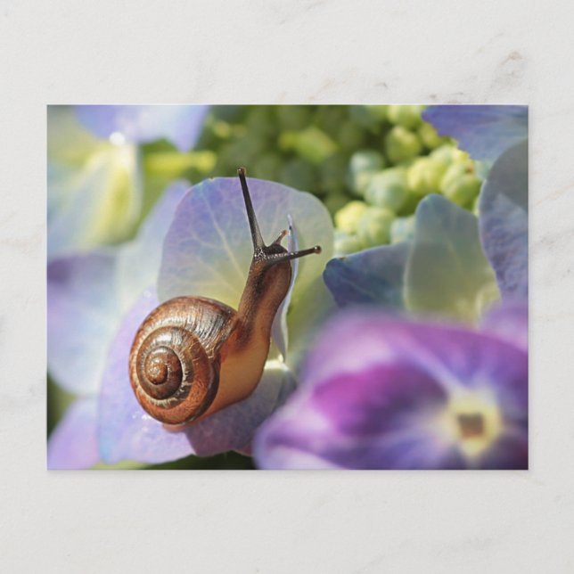 Carte Postale Escargot (Devant)