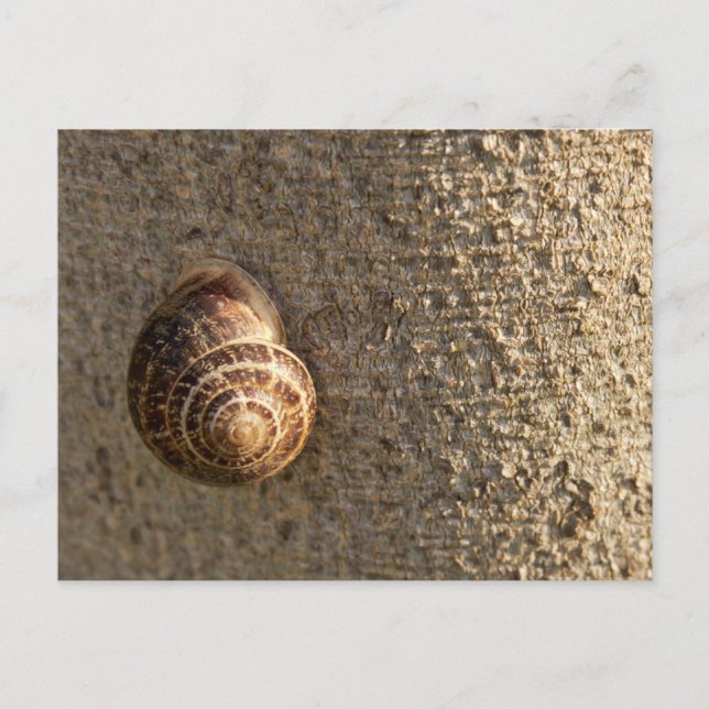 Carte Postale Escargot (Devant)