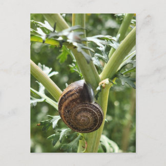 Carte Postale Escargot