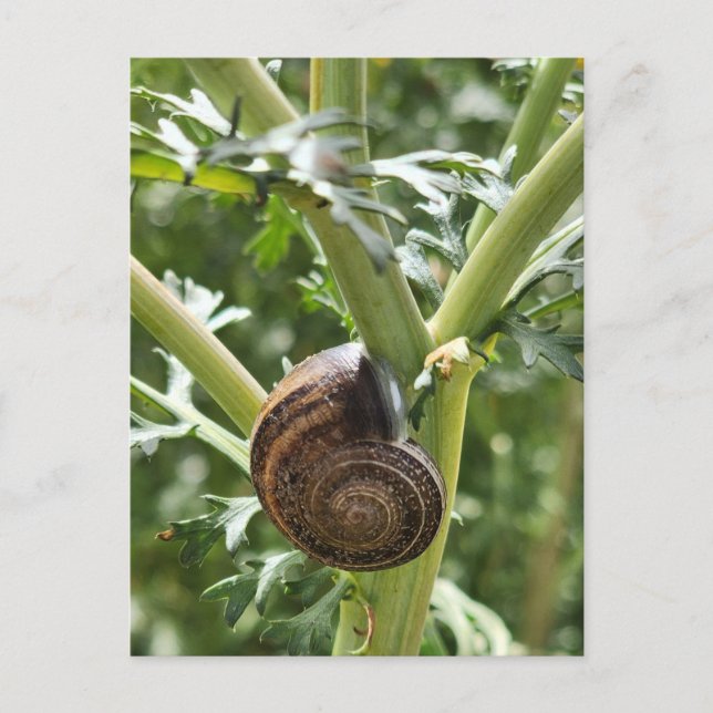 Carte Postale Escargot (Devant)
