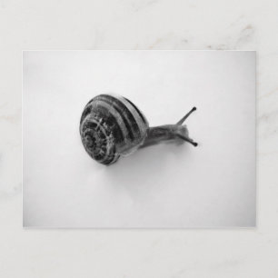 Carte Postale Escargot