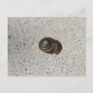 Carte Postale Escargot pâle