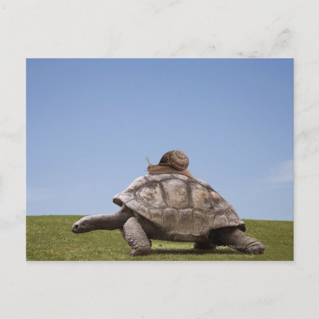Carte Postale Escargot sur une tortue (Devant)