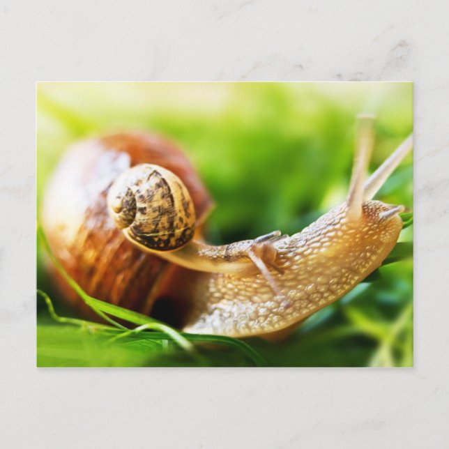 Carte Postale Escargots (Devant)