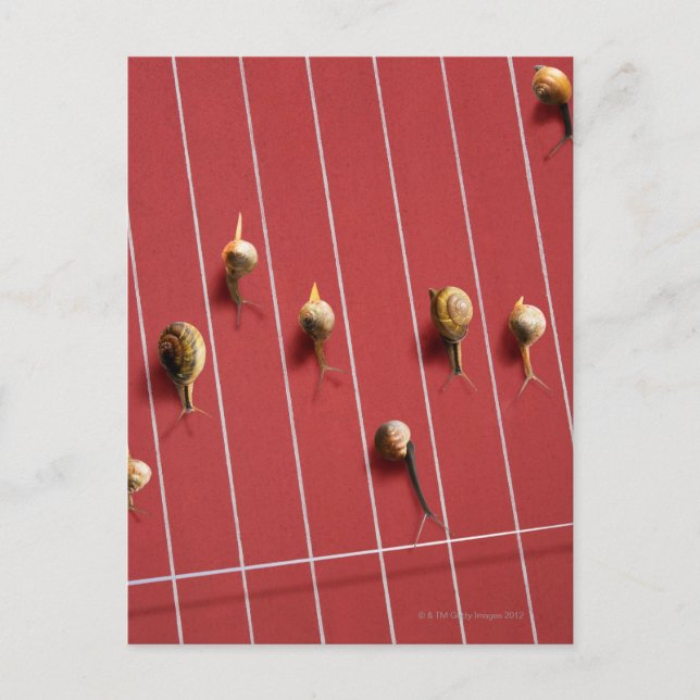 Carte Postale Escargots circulant sur le camion (Devant)