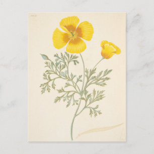 Carte Postale Eschscoltzia californienne