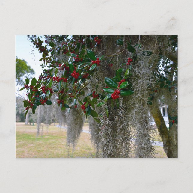 Carte Postale Espagnol Moss et Américain Holly (Devant)