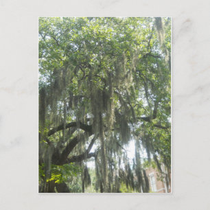 Carte Postale Espagnol Moss Savannah Géorgie