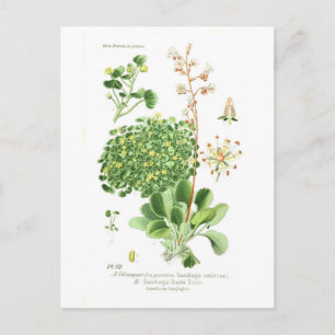 Carte Postale Espèces de saxifrage