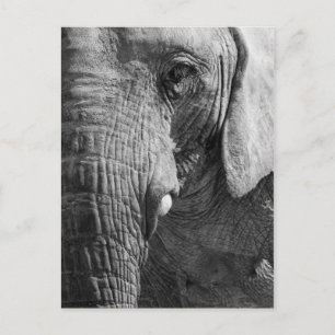 Carte Postale Espion d'oeil