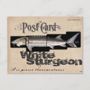 Carte Postale Esturgeon Blanc - Illusionenser Antique