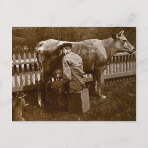 Carte Postale Et Nicodemus le chat était nourri au bord de la ro