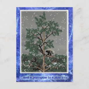 Carte Postale Et Une Porcupine Dans Un Pin Tree