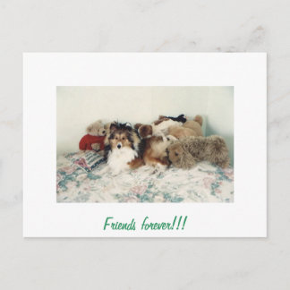 Carte Postale Étagère avec animaux farcis