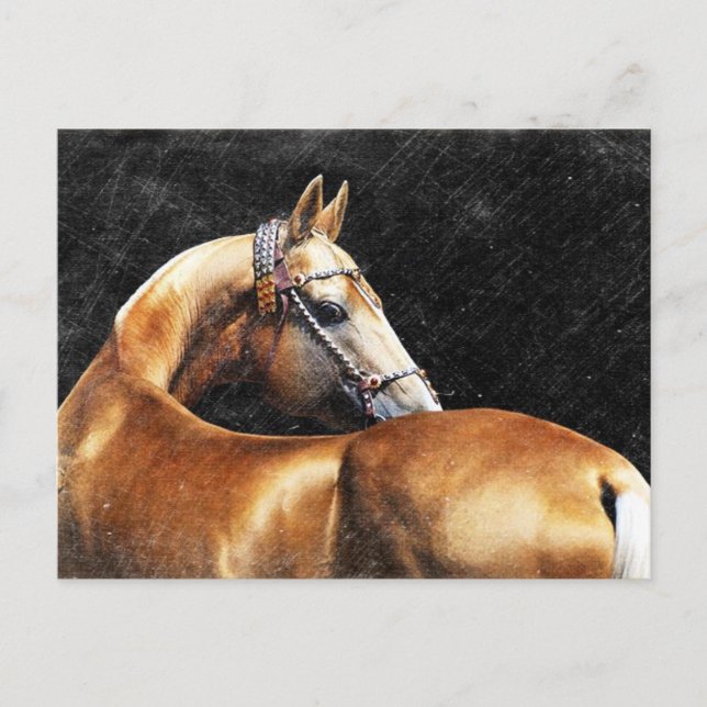 Carte Postale étalon de Palomino Akhal-teke (Devant)
