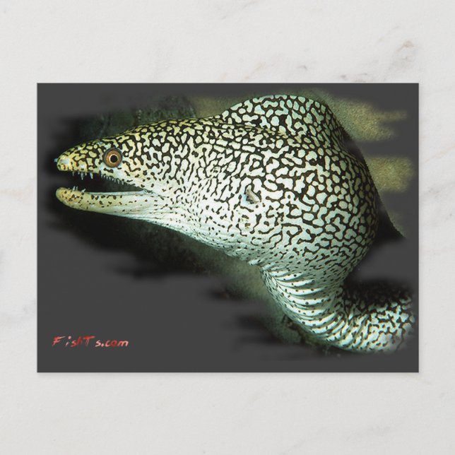 Carte Postale Étalon plat et prêt-à-porter (Devant)