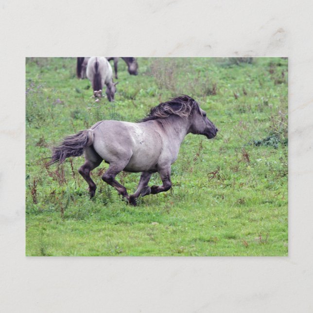 carte postale étalon sauvage (Devant)