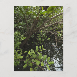 Carte Postale Etang de sel tropical