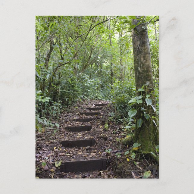 Carte Postale Étapes montantes sur le chemin. Forêt tropicale nu (Devant)