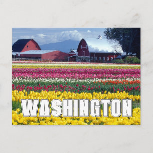 Carte Postale État de Washington   Champ de tulipes