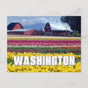 Carte Postale État de Washington Champ de tulipes Joyeux Ann