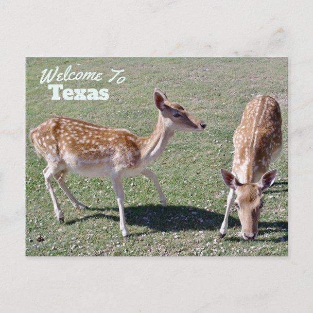 Carte Postale État du Texas (Devant)