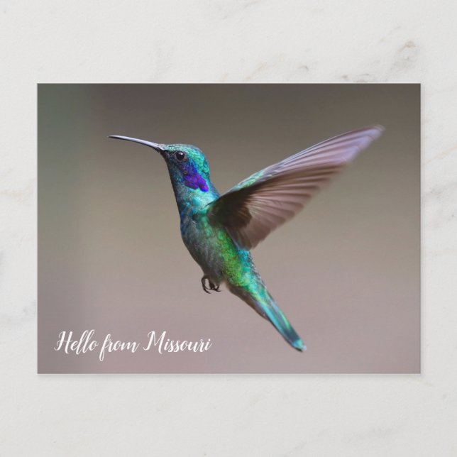 Carte Postale État personnalisé des colibris colorés (Devant)