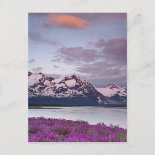 Carte Postale États-Unis, Alaska, Alsek River Valley. Vue d'Alse