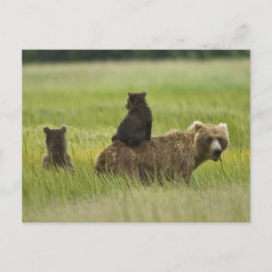 Carte Postale États-Unis, Alaska, Lake Clark National Park